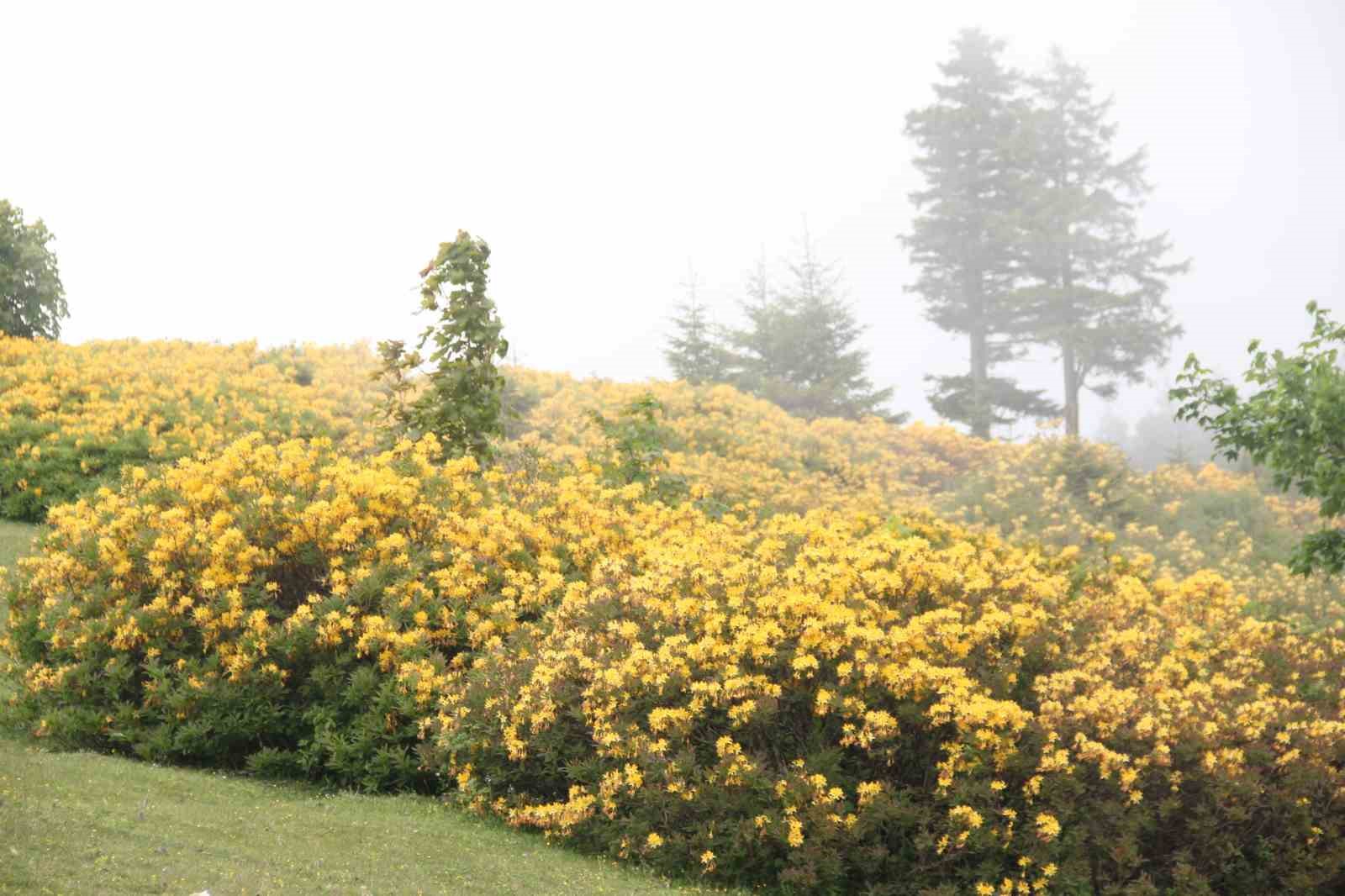 Giresun yaylaları orman g&uuml;lleriyle renklendi
