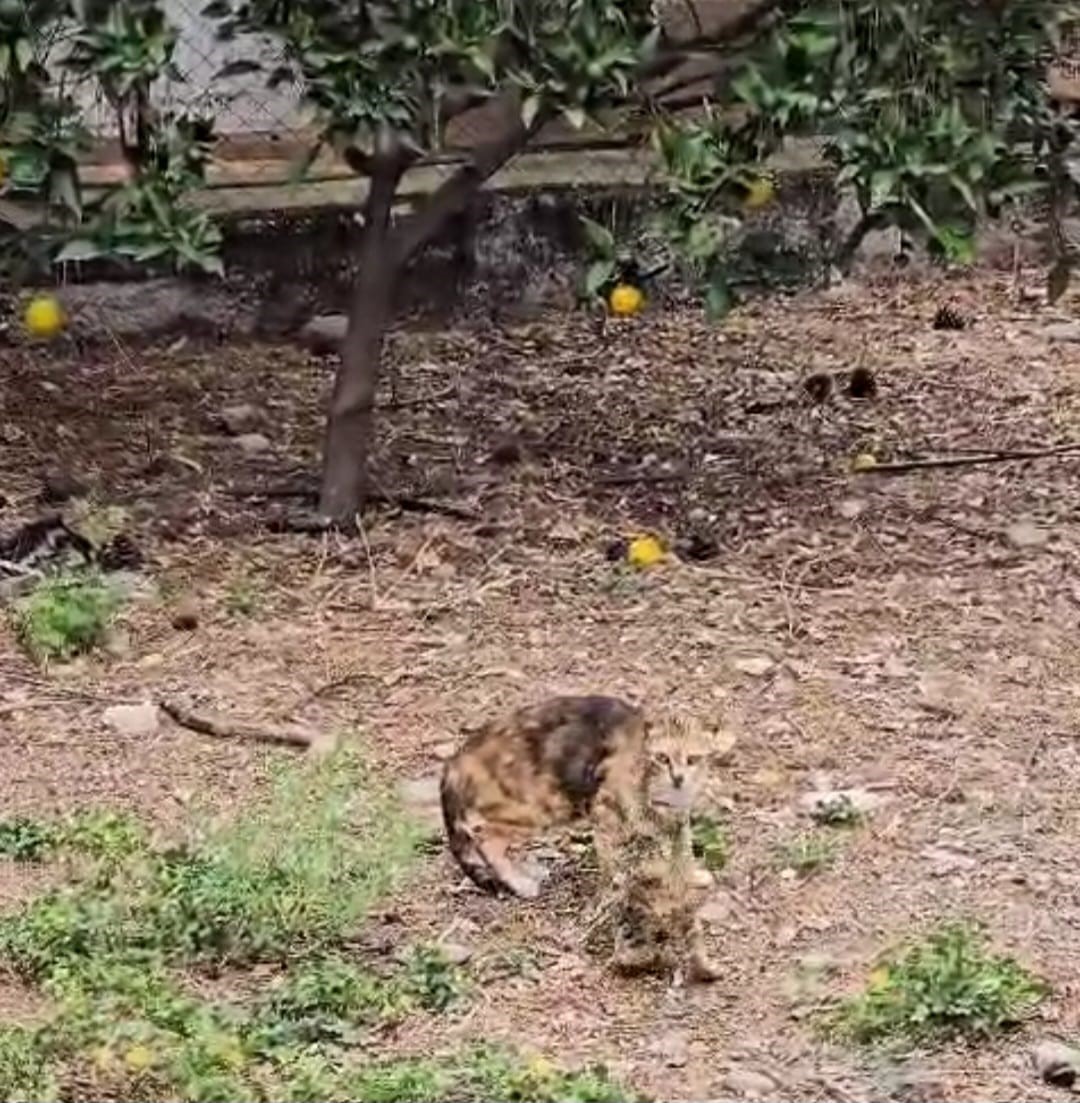 Su borusuna düşen yavru kedi kurtarıldı

