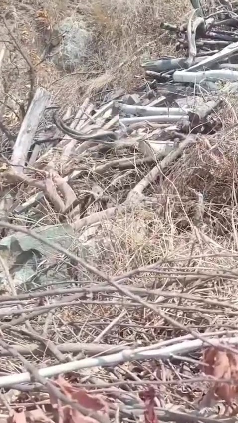 Hatay’da çiftleşen yılanlar kameraya yakalandı