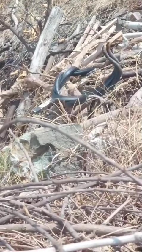 Hatay’da çiftleşen yılanlar kameraya yakalandı
