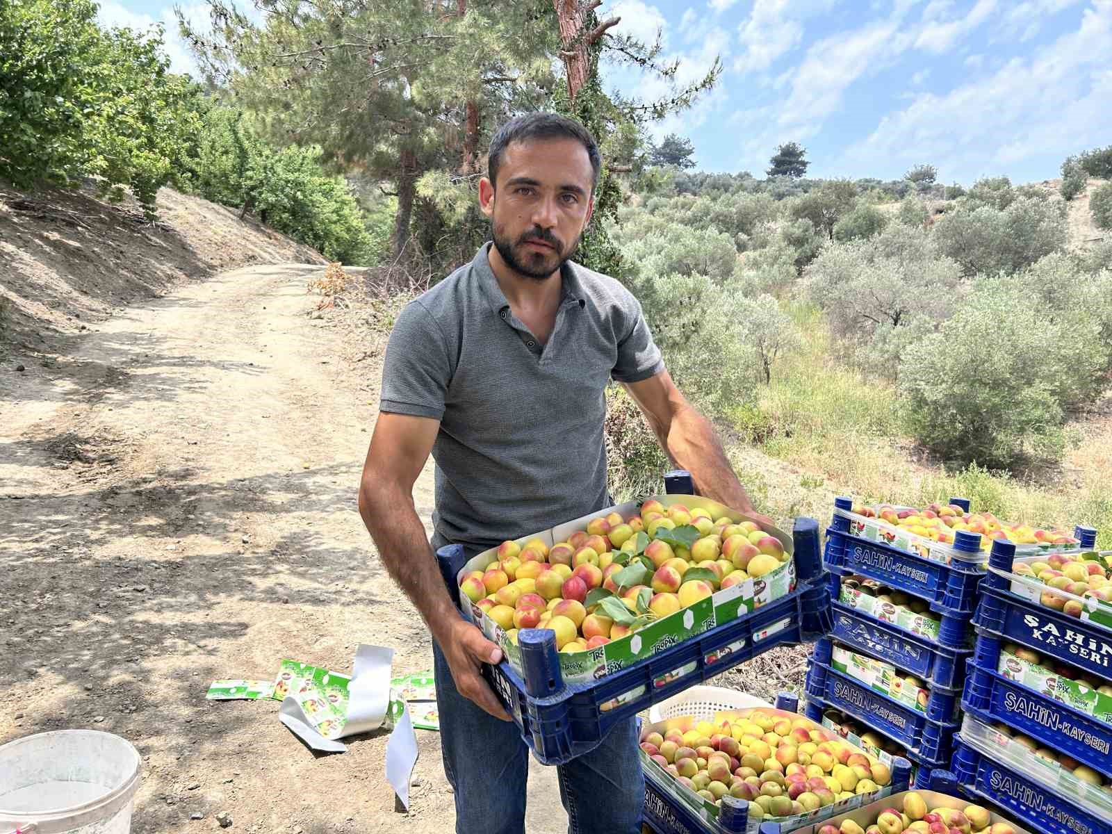 Zirai donu kayıpsız atlatan kayısıda bereketli hasat; 50 TL ile 70 TL arasında alıcı buluyor
