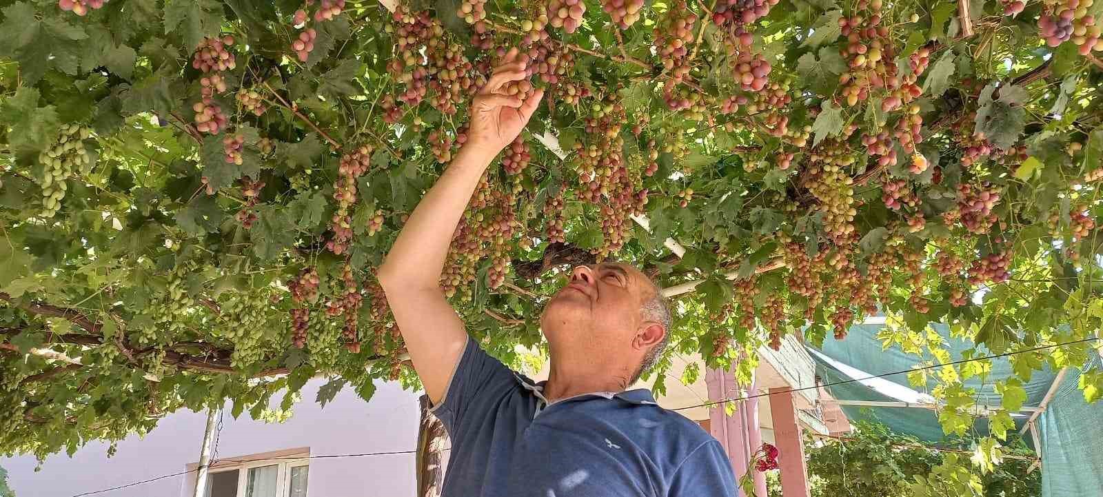 Ev önündeki asmadan mahalleye üzüm ikramı