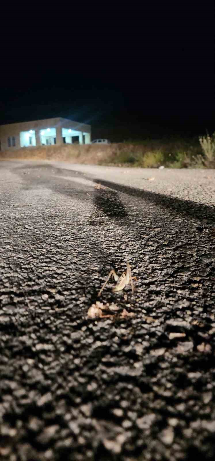 Elazığ’da çekirge istilası: Yüzlercesi yolu kapattı
