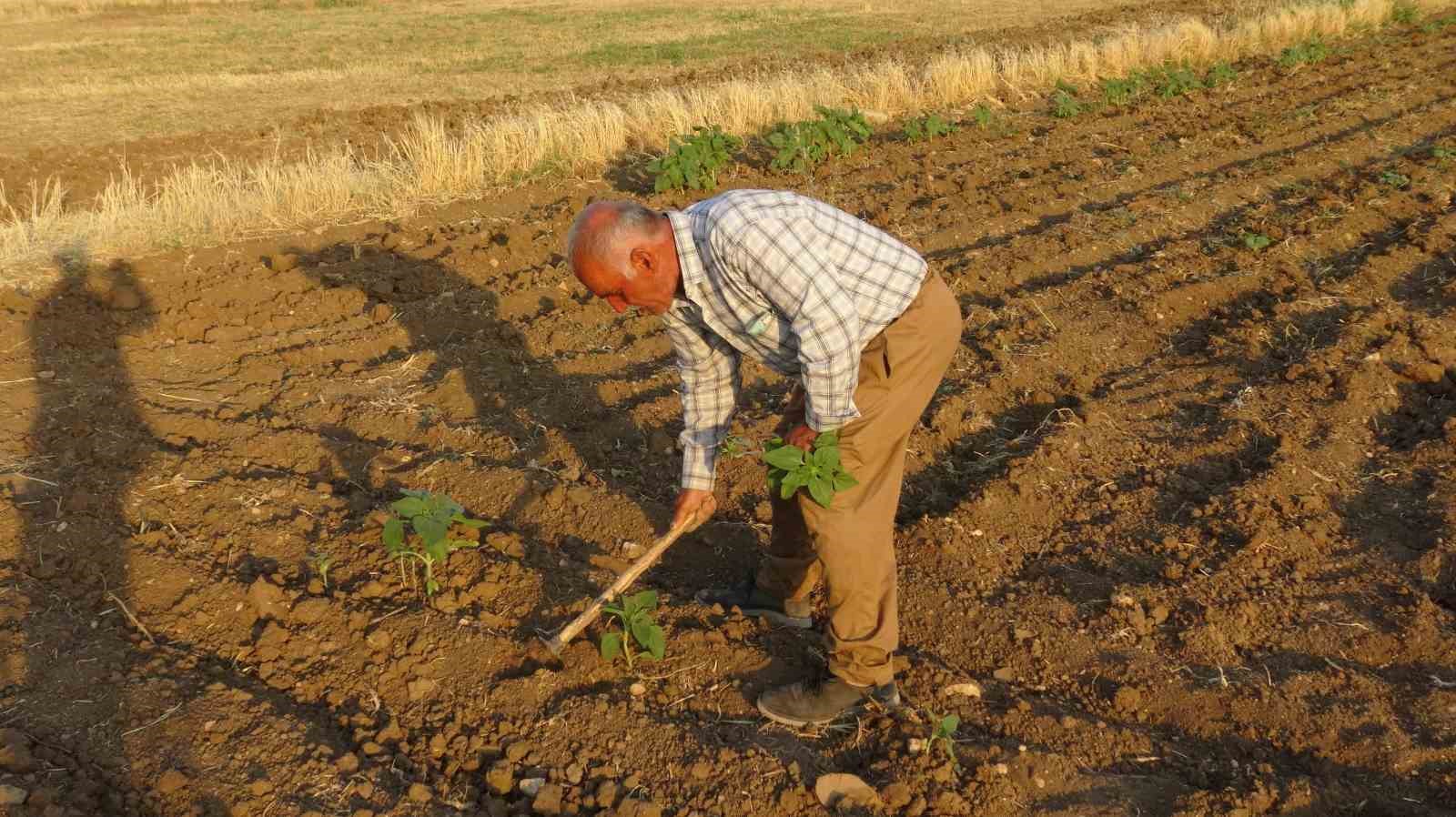 Batman’da boş havuza düşen tilki kurtarıldı