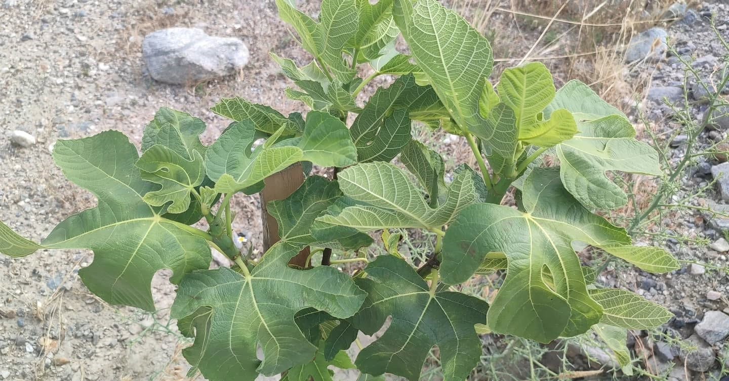 Aydın’da incir üretimine kalite katacak proje denetlendi
