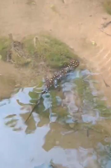 Elazığ’da benekli semender görüntülendi