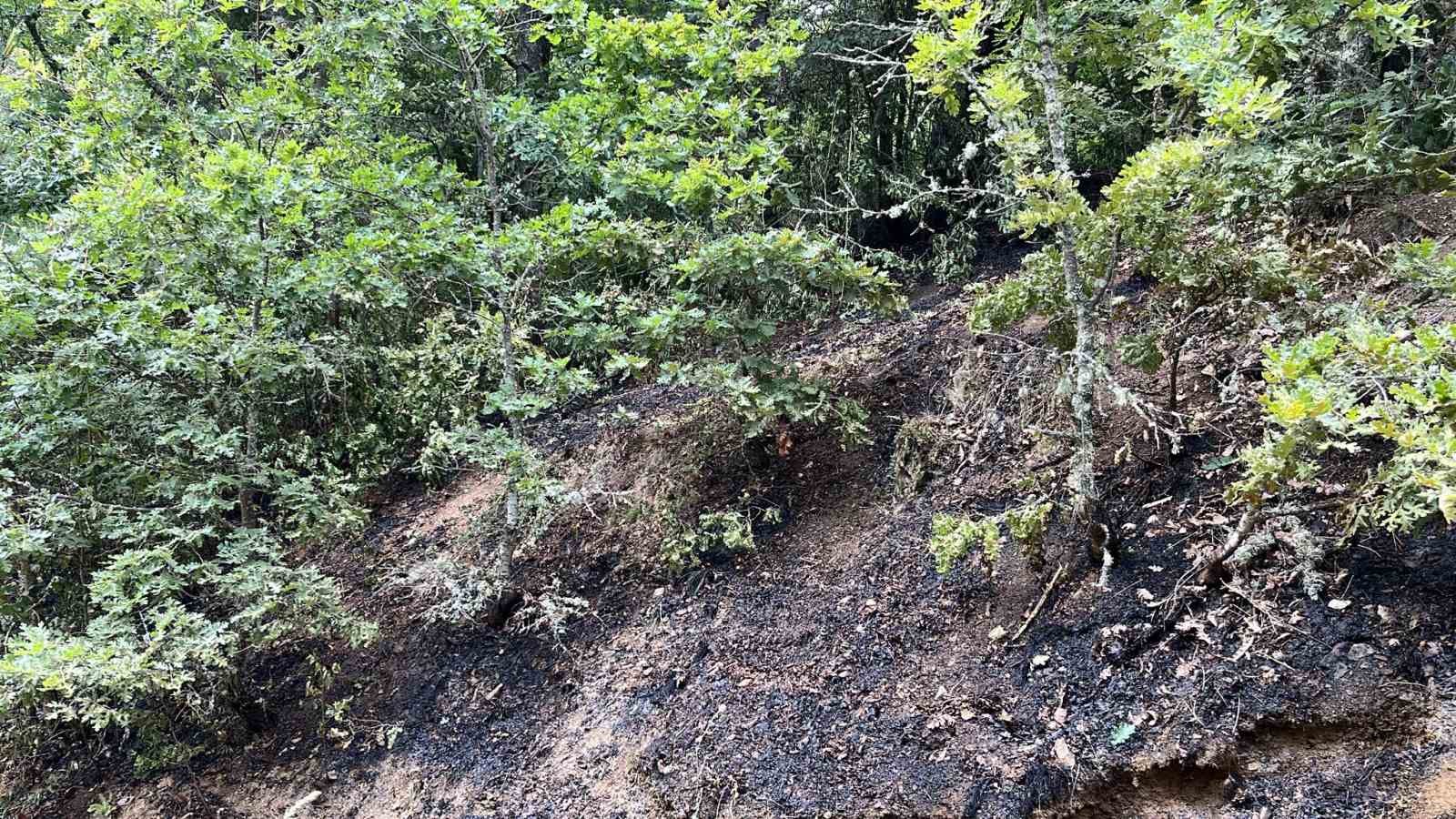 Koskoca tabiat parkı bir sigara izmariti y&uuml;z&uuml;nden k&uuml;l olacaktı
