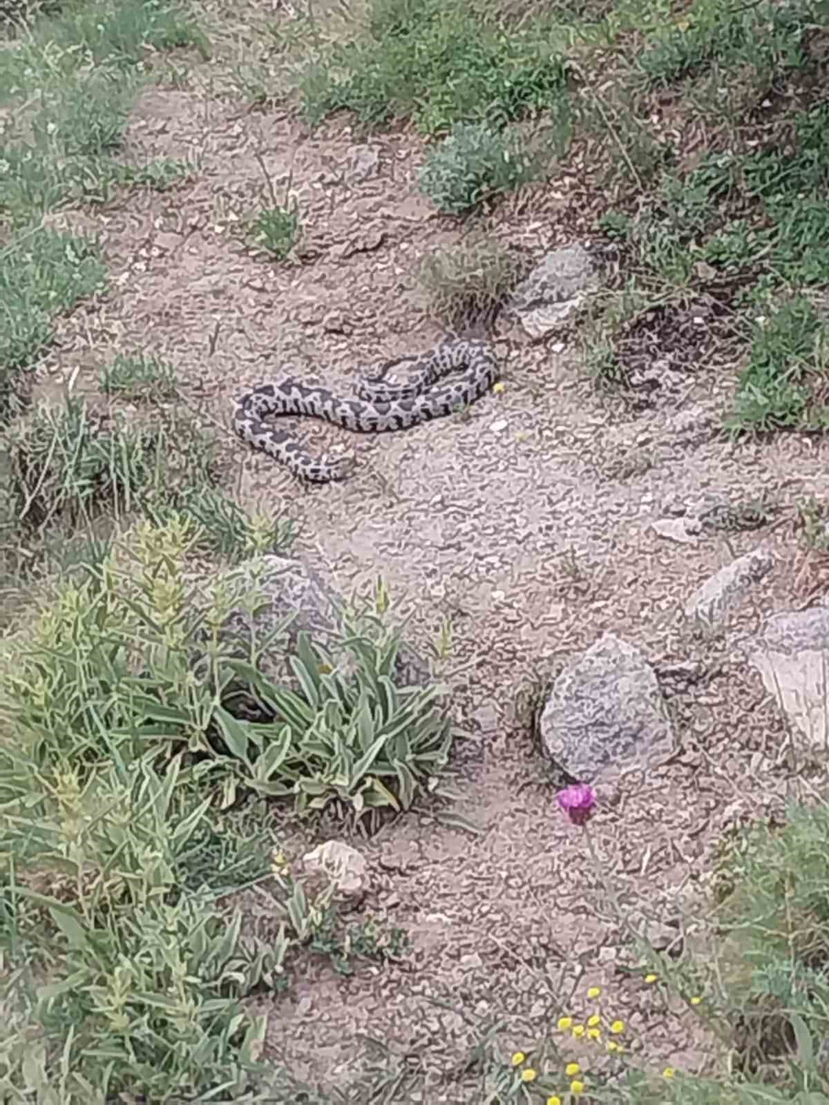 İlçede görülen zehirli engerek yılanı korkuya neden oldu