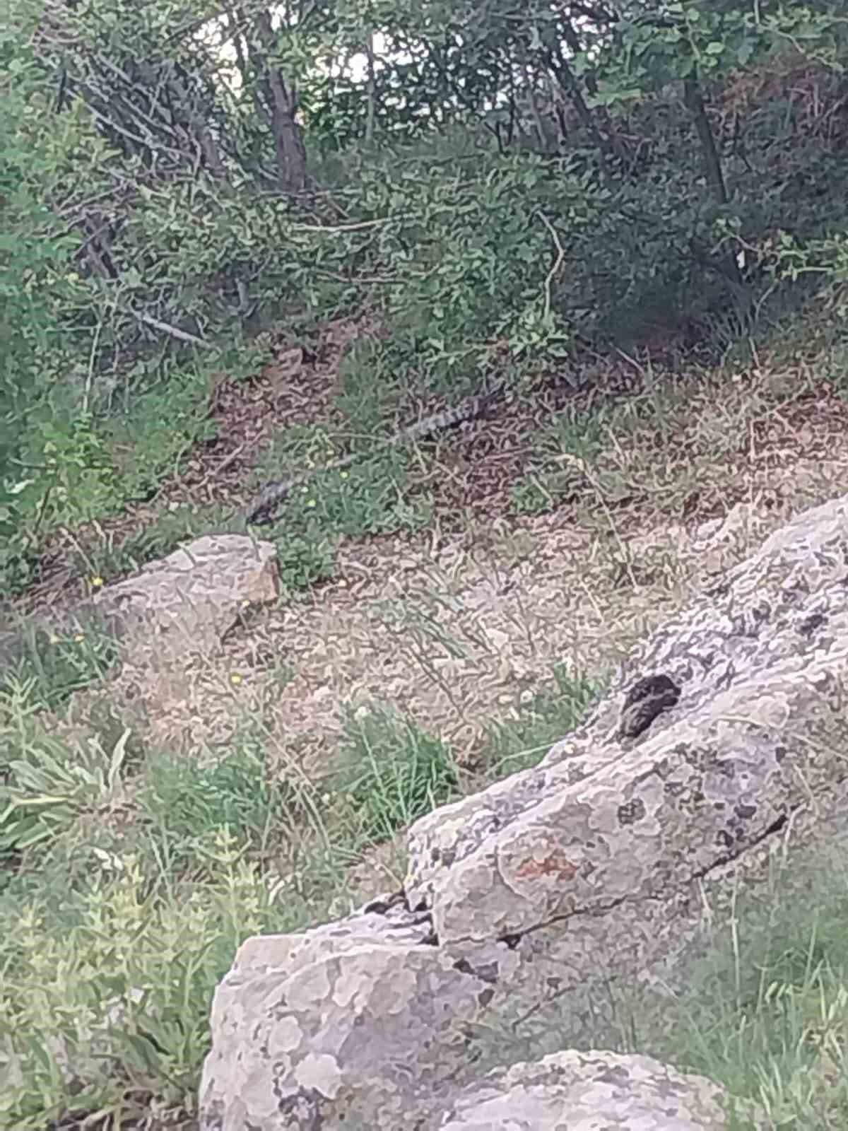 İl&ccedil;ede g&ouml;r&uuml;len zehirli engerek yılanı korkuya neden oldu
