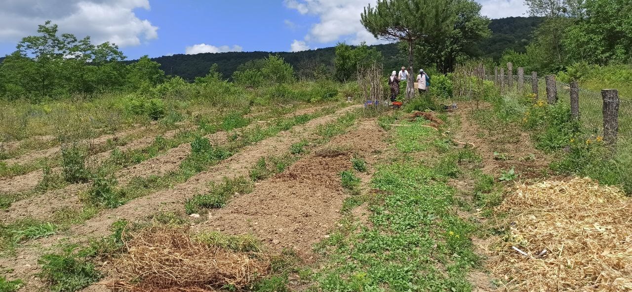 İstanbul&rsquo;dan memlekete d&ouml;nen iki kardeş, 10 d&ouml;n&uuml;ml&uuml;k arazide salep bitkisi yetiştiriyor
