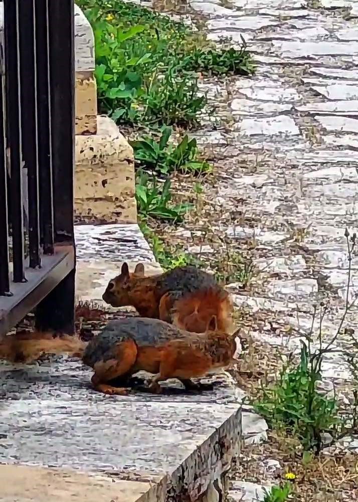 Yiyecek arayan ayı ile sincaplar kameralara yansıdı
