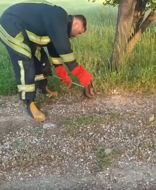 Gediz&rsquo;de yılan ve kene alarmı
