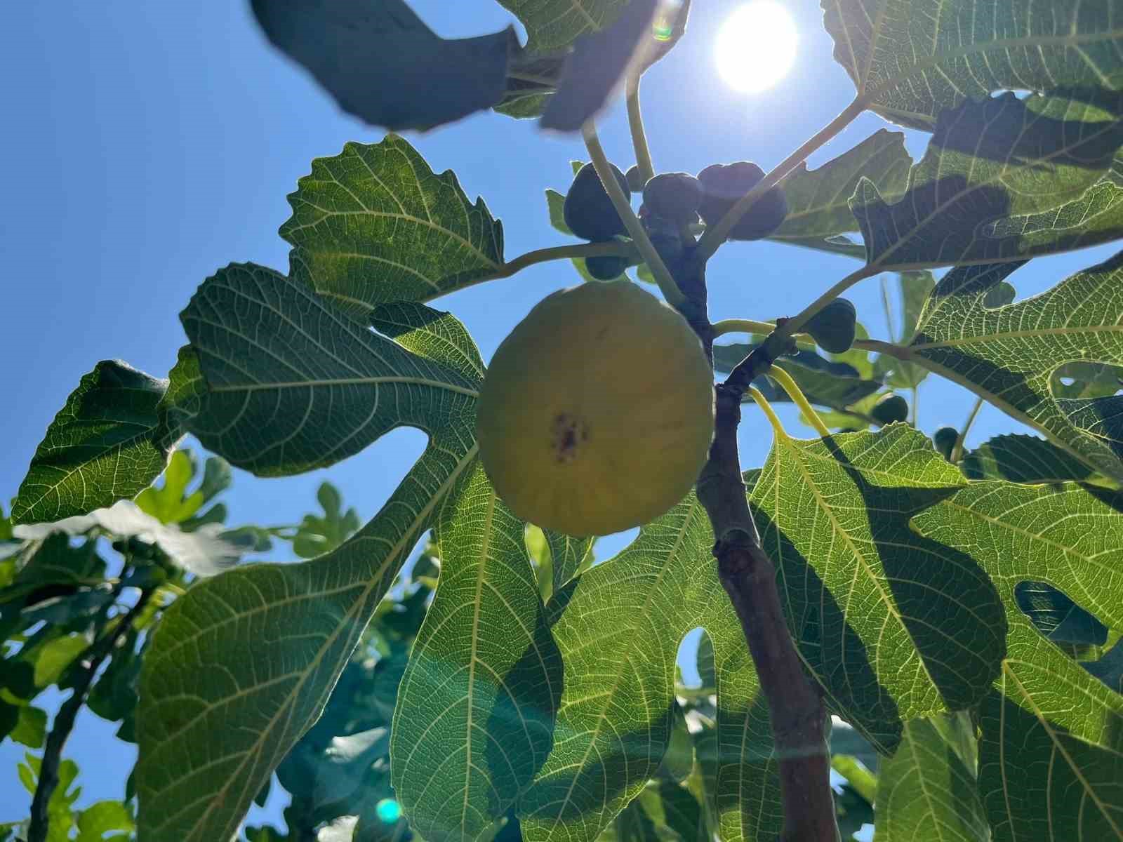 Aydın’da erkenci incirler çıktı