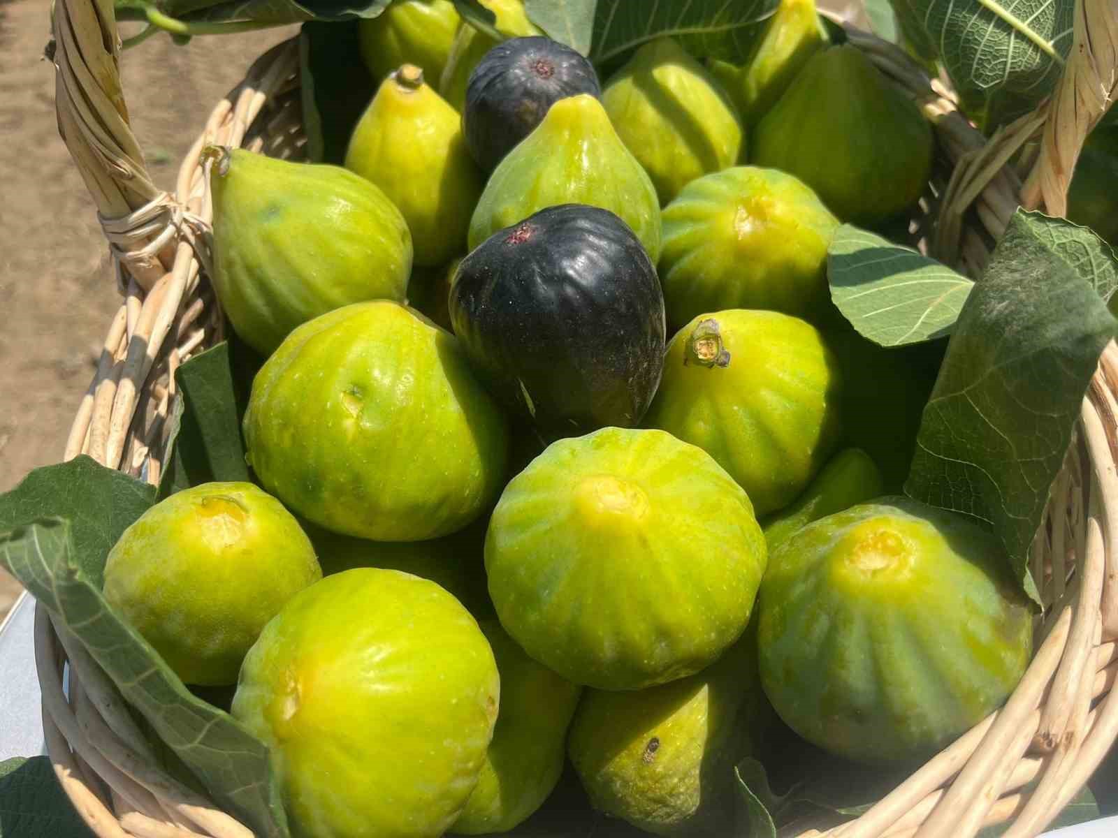 Aydın&rsquo;da erkenci incirler &ccedil;ıktı
