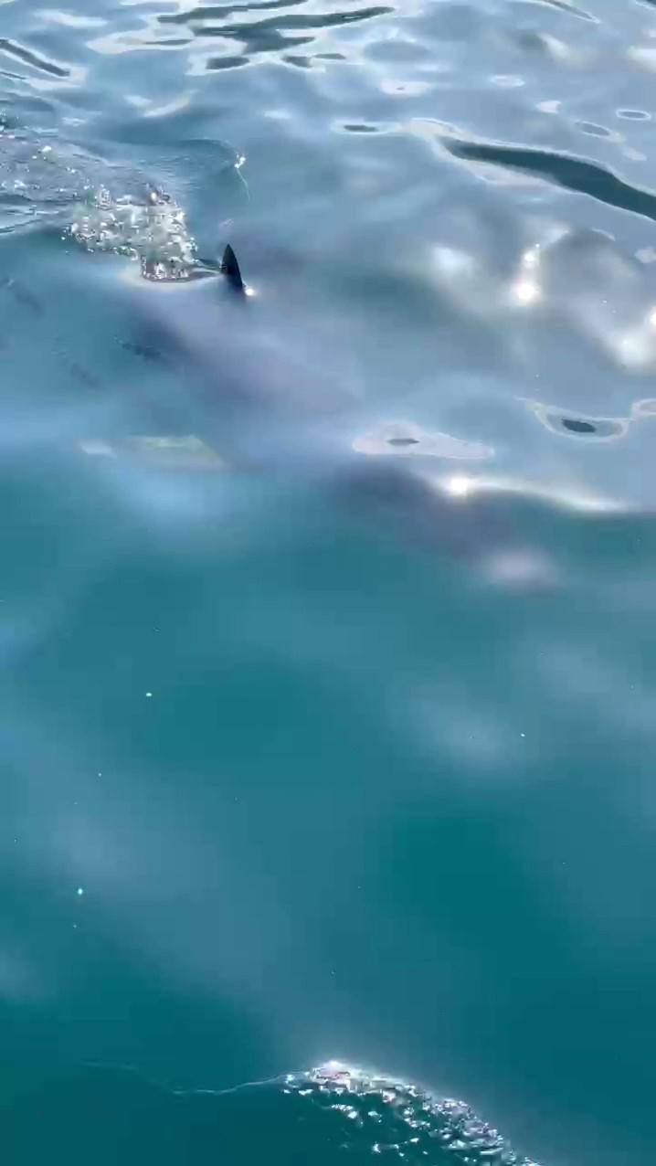 K&ouml;pek balıklarına yapılan "g&ouml;steri işkencesine" uzman uyarısı: "Ekosistemi bozuyor, korku yayıyor "
