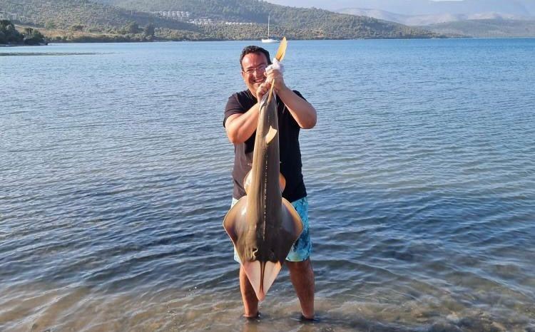 Oltaya takılan kemane balığı denize bırakıldı