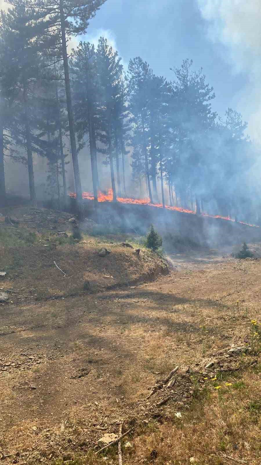 Adana’da orman yangını