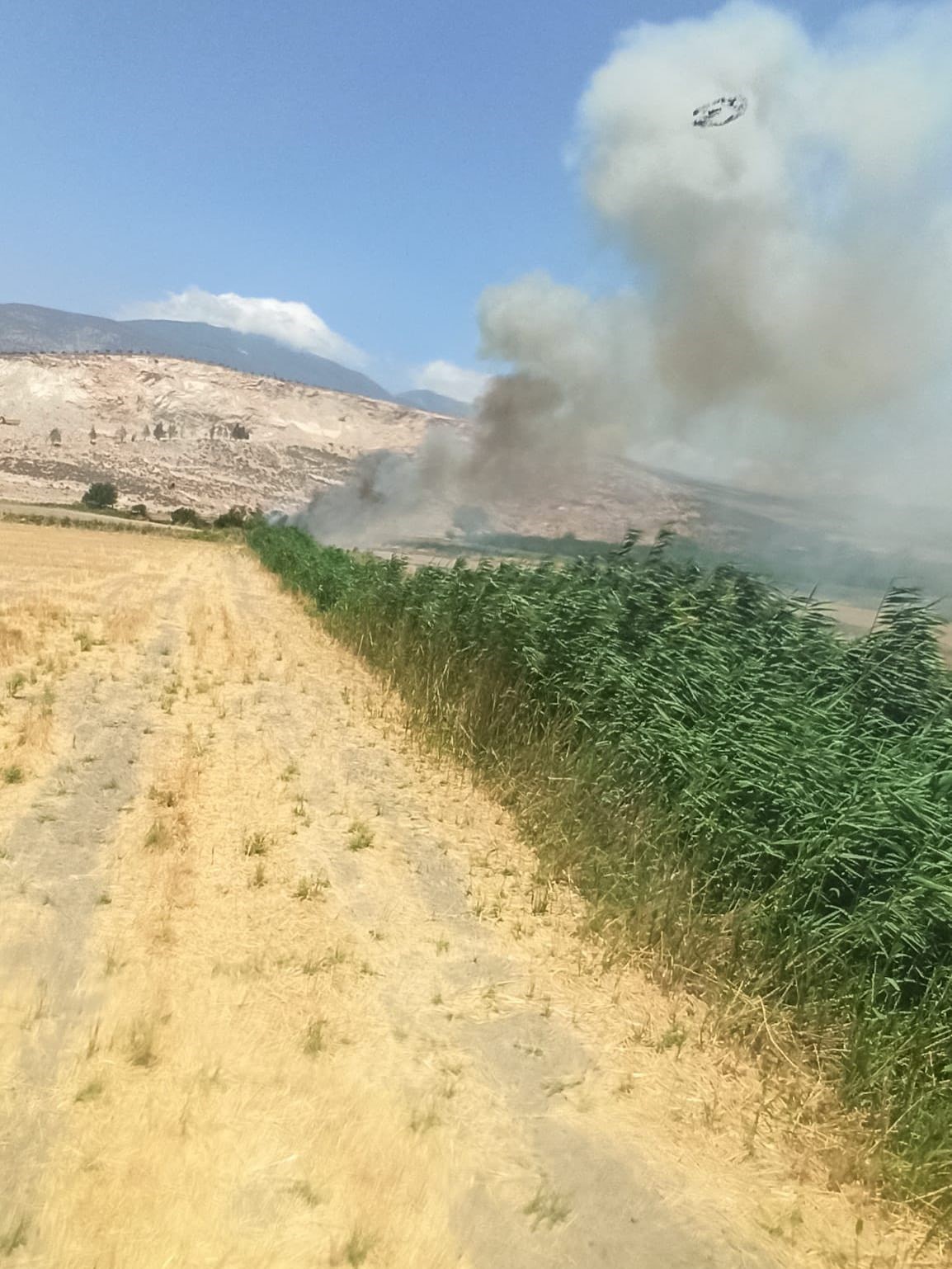 Alevler i&ccedil;inde kalan yavru ser&ccedil;eye, itfaiyeden can suyu
