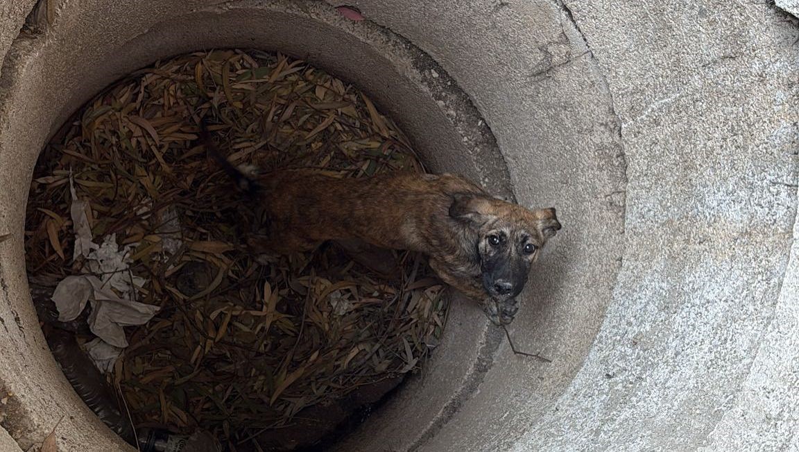 Antakya’da kuyuya düşen köpeği itfaiye kurtardı