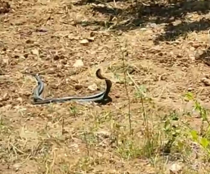 Malatya’da yılanların çiftleşme dansı kamerada