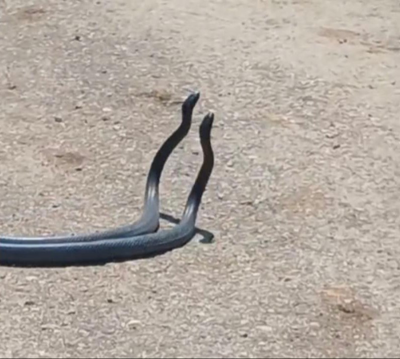 Osmaniye’de yılanların dansı kameraya yakalandı