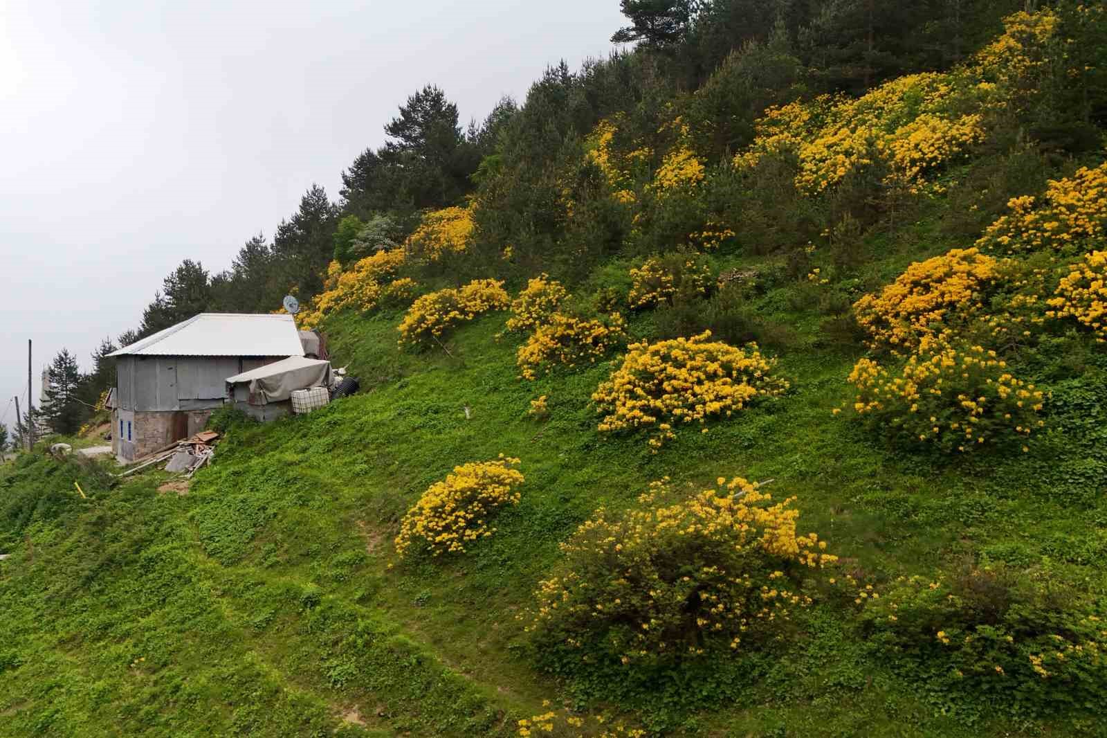Sarı zifin çiçekleri Zigana’yı renklendirdi