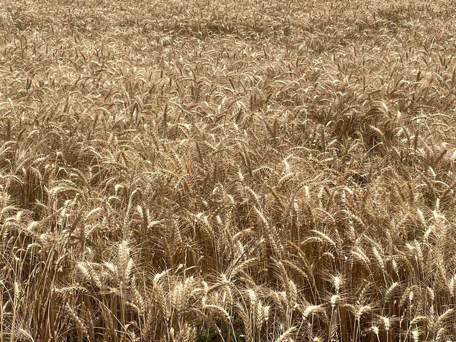 Makarnalık buğdayın tonu 2 bin 760 lira arttı