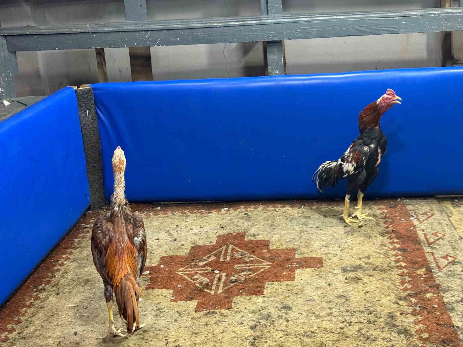 Polis müşteri gibi girdi, horoz dövüşüne suçüstü operasyon yaptı