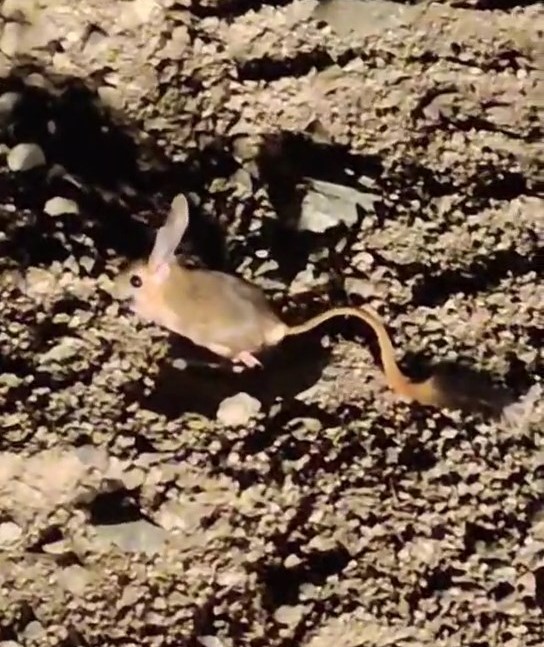 Elazığ’da Arap tavşanı görüntülendi