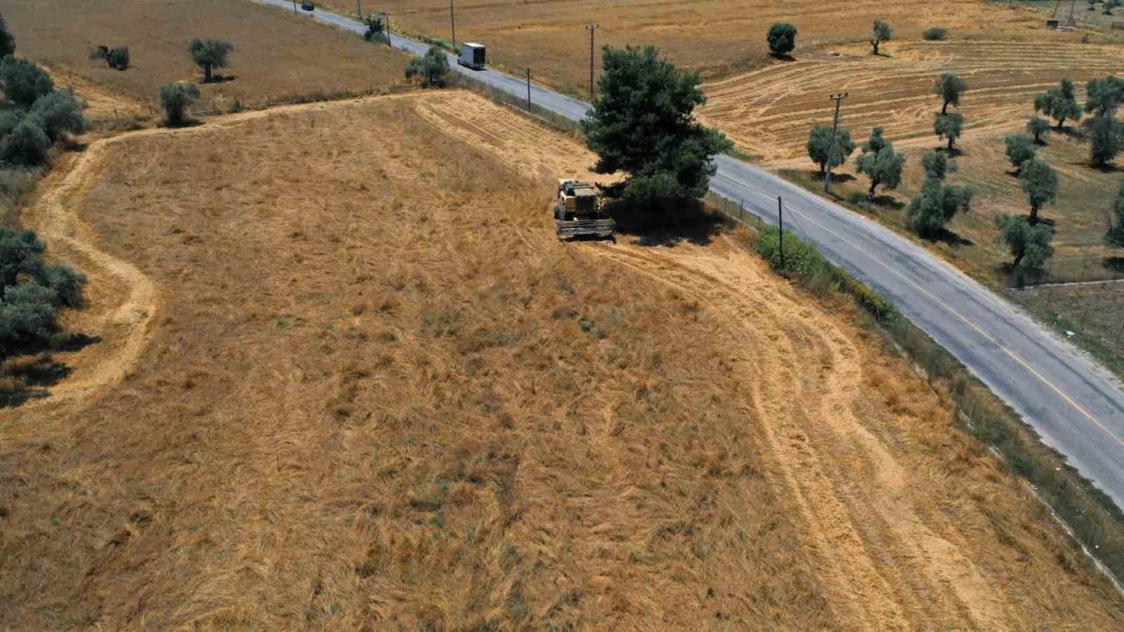 Bodrum Belediyesi’nden karakılçık buğdayı hasadı