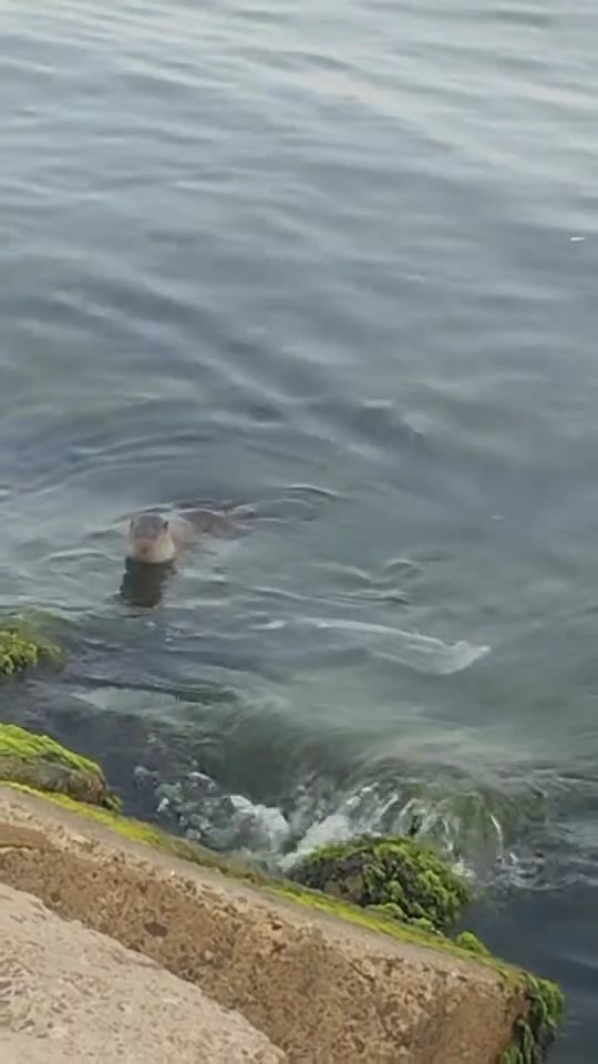 Tekirdağ’da nadir görülen su samuru, balık yerken görüntülendi