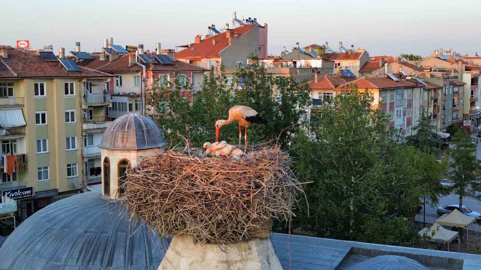 Leylekler mesken tuttukları tarihi kümbette yavrularını büyütüyor