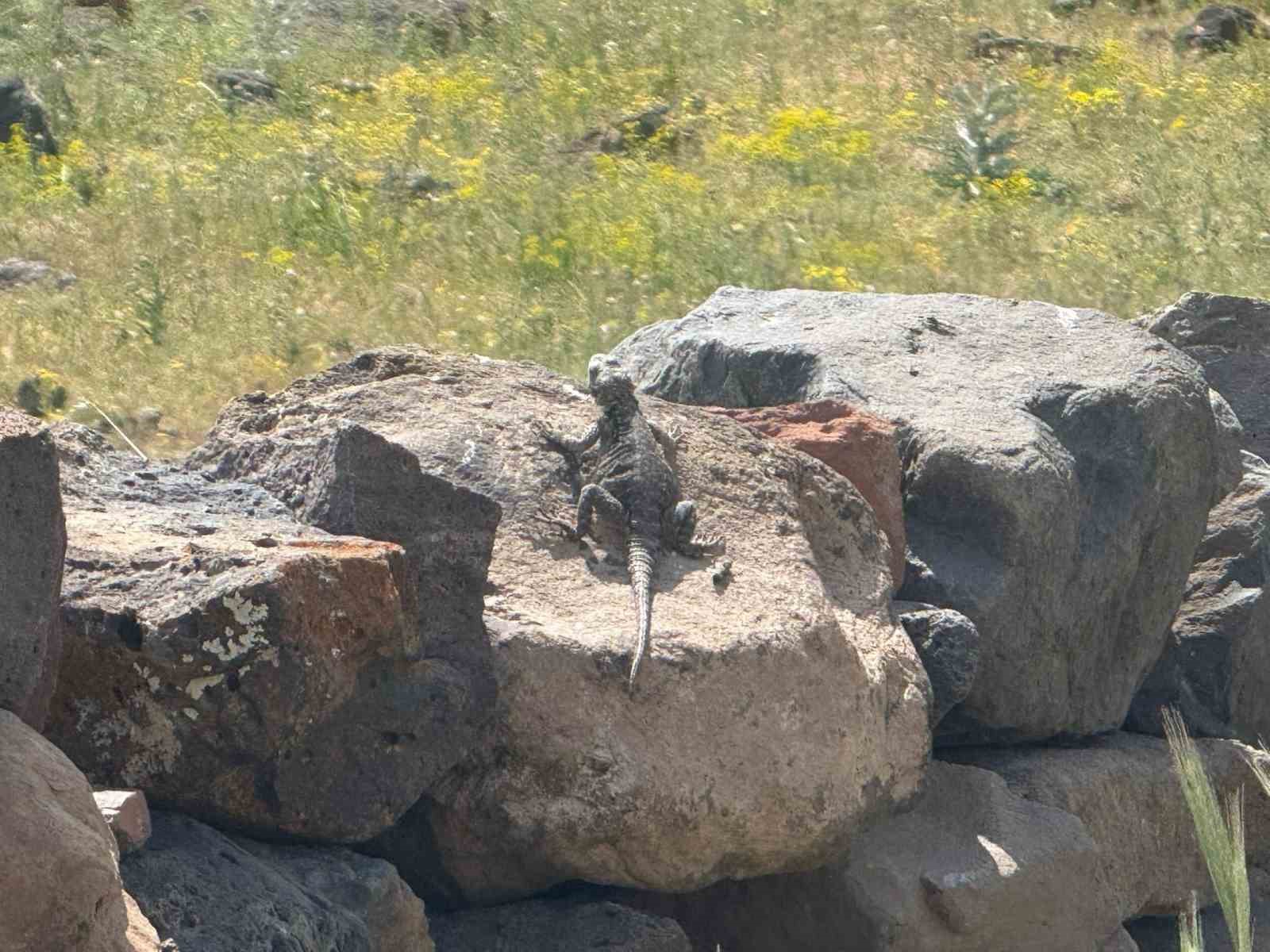 Ağrı Dağı eteklerinde nadir görülen Kafkas Keleri görüntülendi