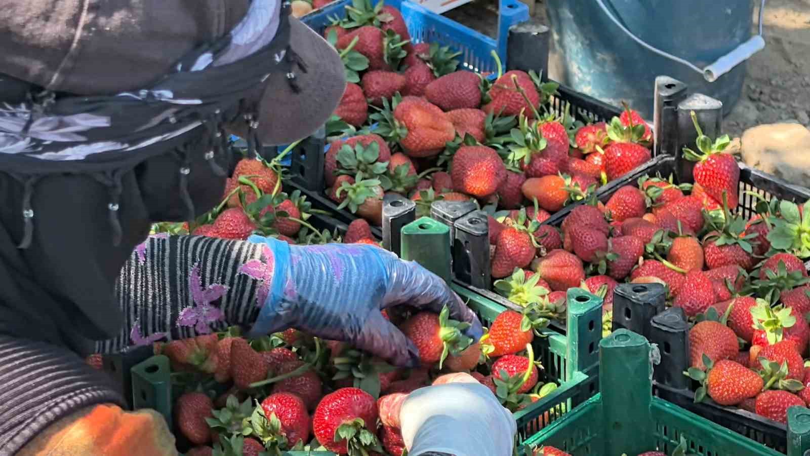 Bursa&rsquo;da &rsquo;kırmızı elmas&rsquo; hasadı başladı