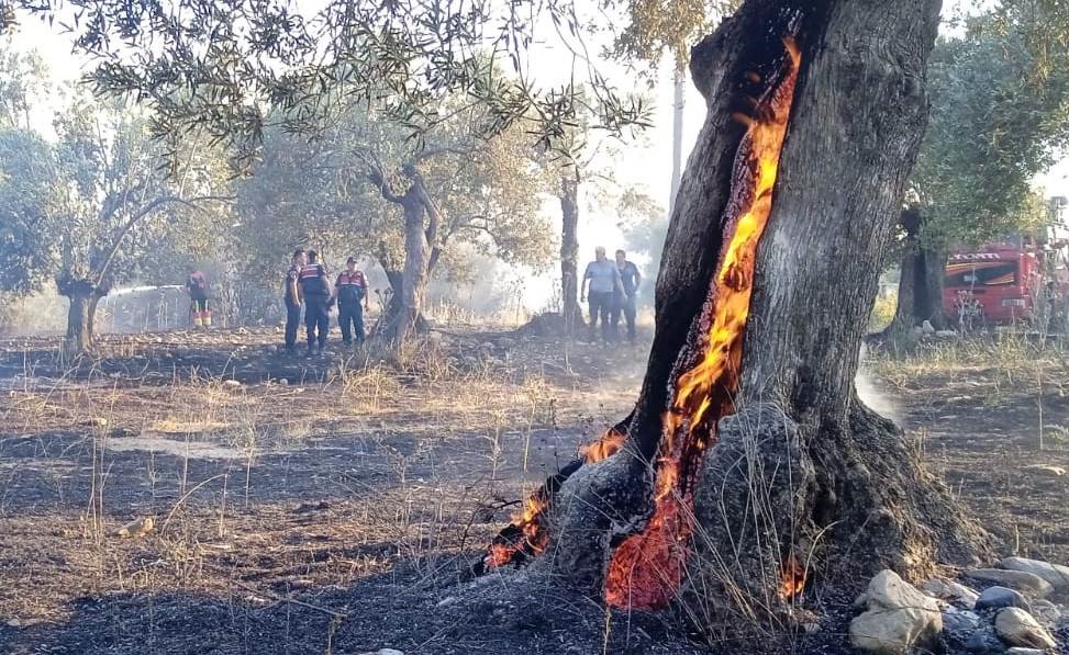 Edremit&rsquo;te yangında 123 zeytin ağacı alev alev yandı
