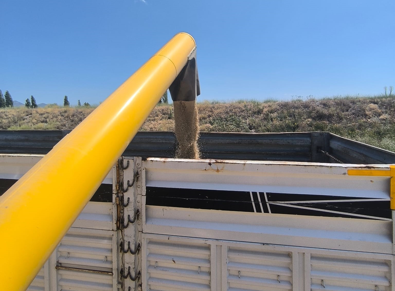 Seydişehir’de arpa hasadı başladı