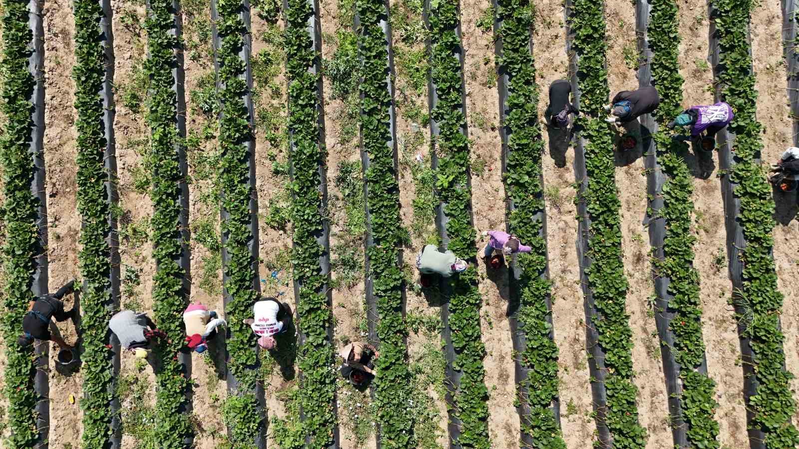 Bursa’da ’kırmızı elmas’ hasadı başladı