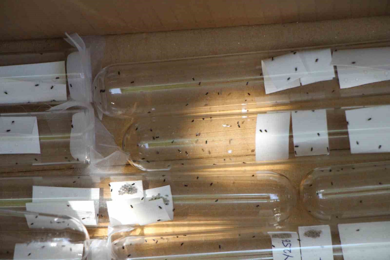 Kahverengi kokarca yayılıyor: Amasya’da da tespit edildi