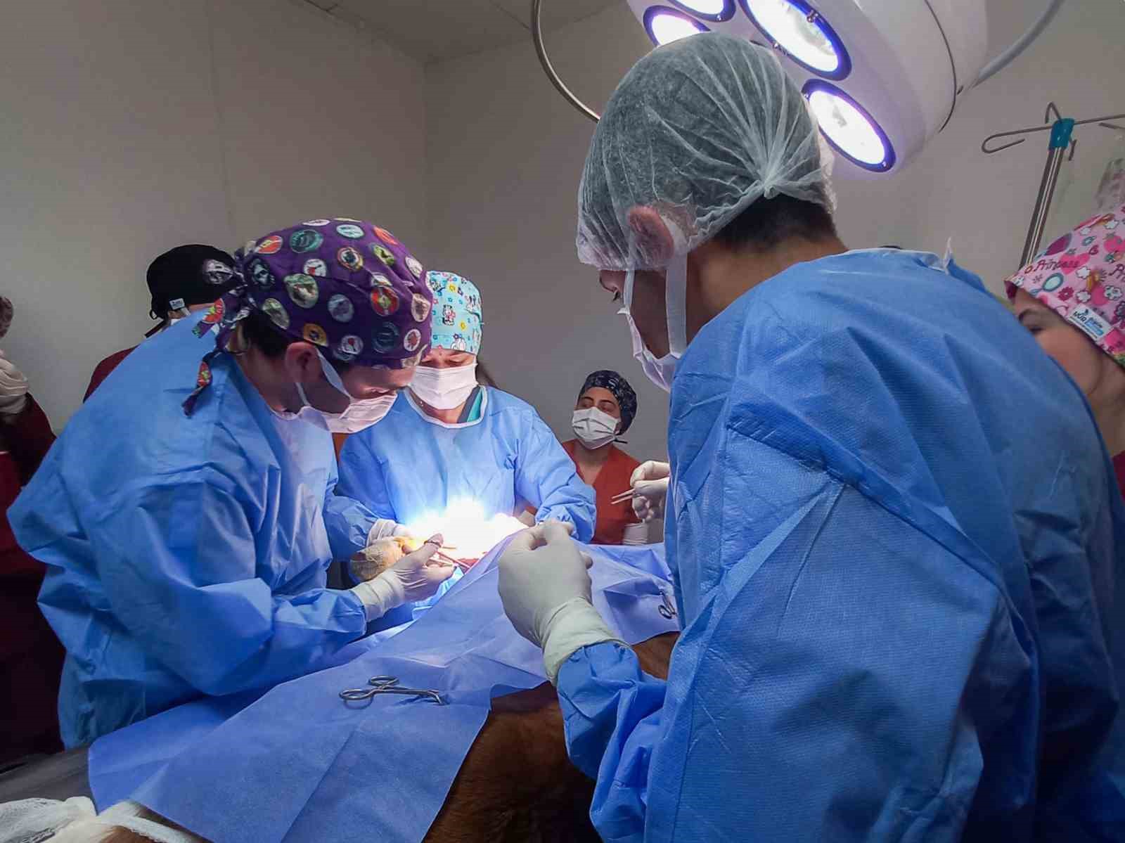 Kastamonu Üniversitesi’nde 5 ayda 334 hayvan tedavi edildi