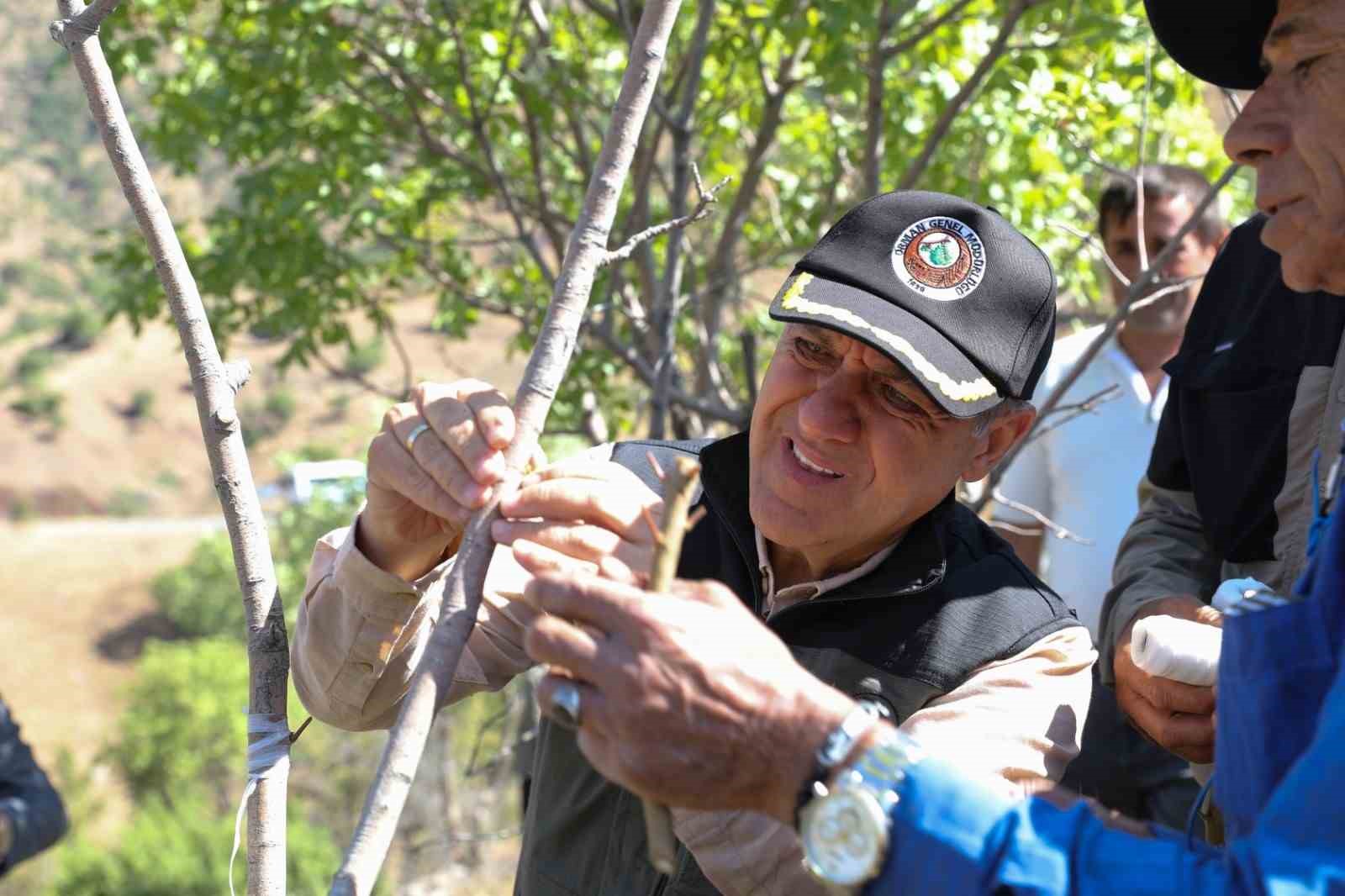 Vali Usta, fıstık aşılama çalışmalarını yerinde inceledi