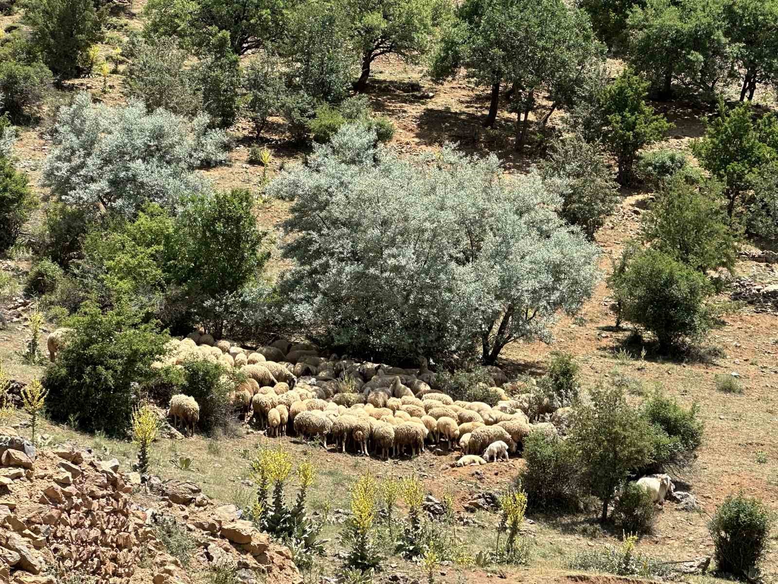 Yaylada zorlu şartlara rağmen üretmeye devam ediyorlar
