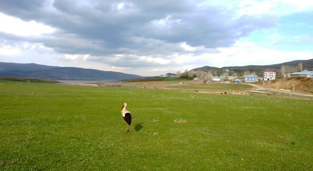 &Ouml;zalp&rsquo;ta soğuklara direnen leylekler yavruladı
