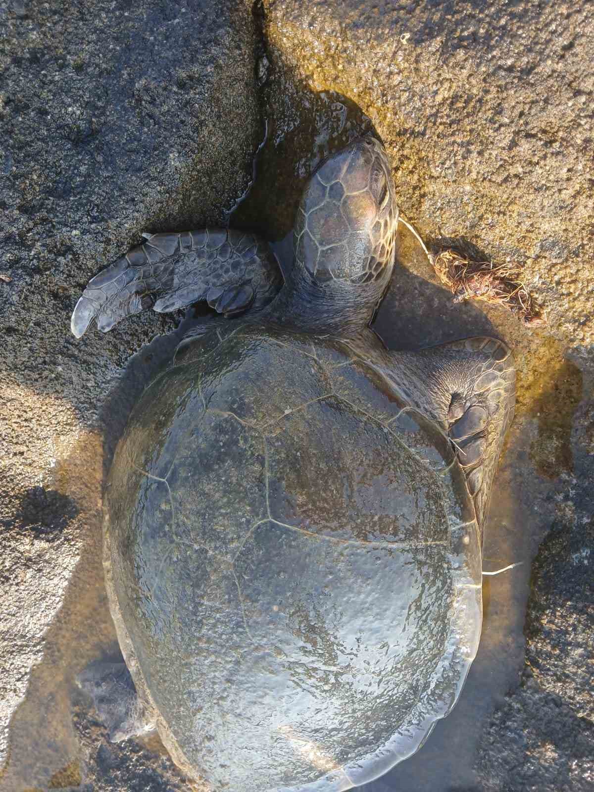 Misina yutan caretta ekiplerin m&uuml;dahalesiyle hayata d&ouml;nd&uuml;
