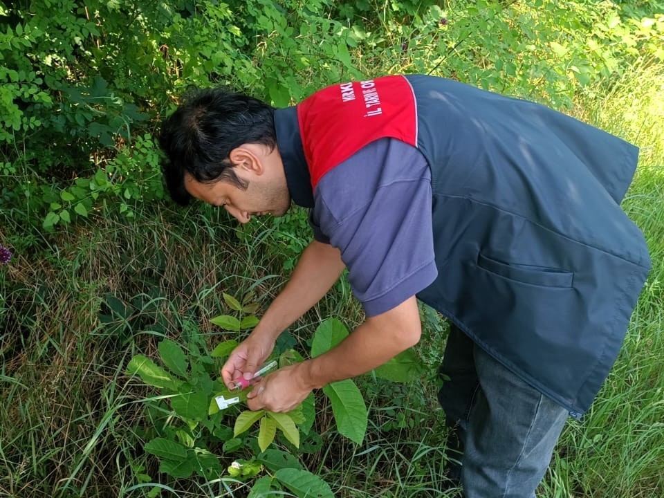 Kırklareli’nde kahverengi kokarcaya karşı 2 bin samuray arıcığı doğaya salındı