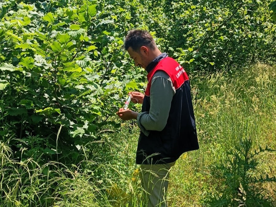 Kırklareli&rsquo;nde kahverengi kokarcaya karşı 2 bin samuray arıcığı doğaya salındı
