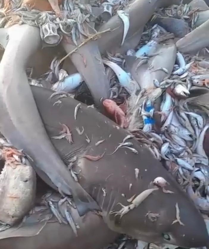 Mersin Valiliğinden köpek balığı açıklaması