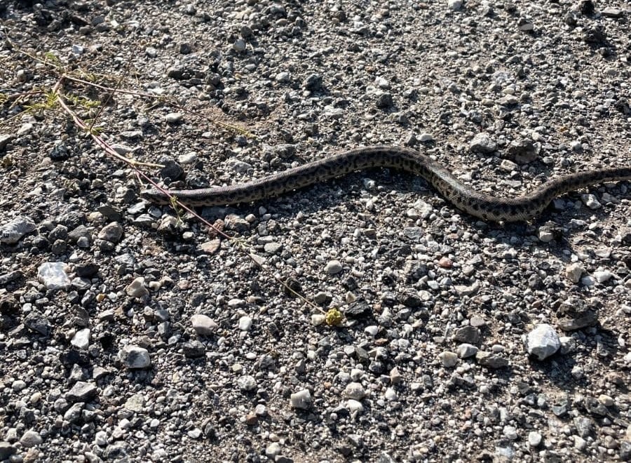 Erzincan’da Boa Yılanı görüntülendi