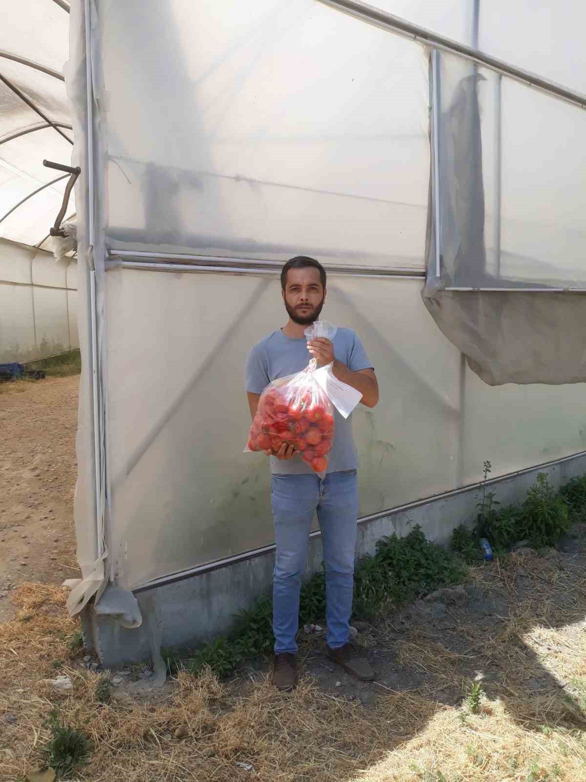 Domateste hasat öncesi numuneler alındı
