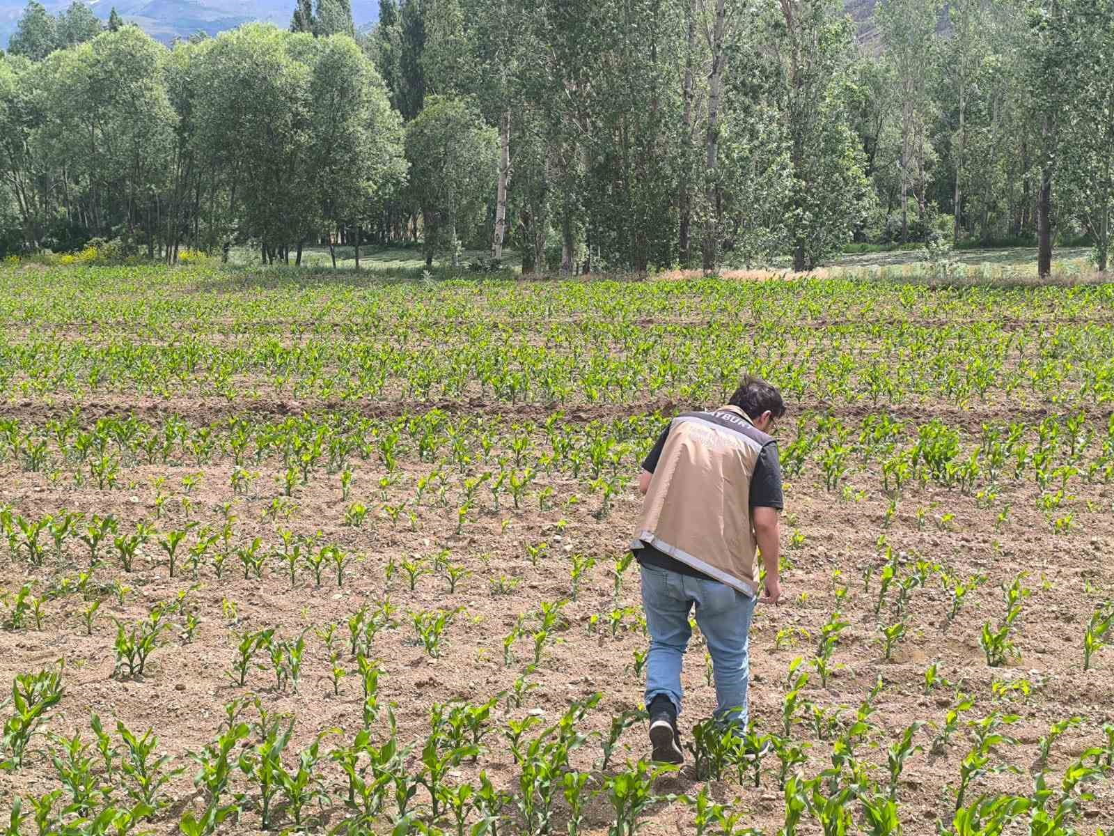 Bayburt ve Aydıntepe&rsquo;de yem bitkileri i&ccedil;in saha &ccedil;alışmaları başlatıldı
