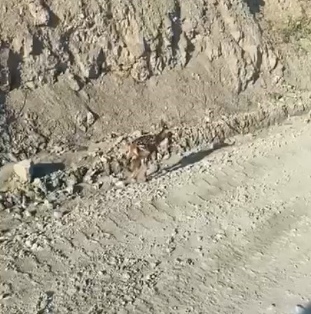 Kastamonu’da ayağı kırık yavru ceylan için ekipler harekete geçti